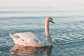 Animal that goes with Libra The Swan