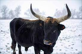 Animal that goes with Taurus The Bull