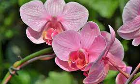 Flowers that represents Aquarius Orchid