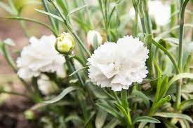 Flowers that represents Cancer White Carnation