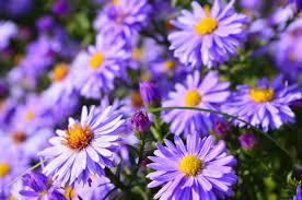 Flowers that represents Capricorns Aster