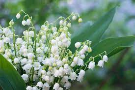 Flowers that represents Gemini Lily of the Valley