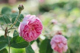 Flowers that represents Libra Tea Rose