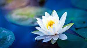 Flowers that represents Pisces Water Lily