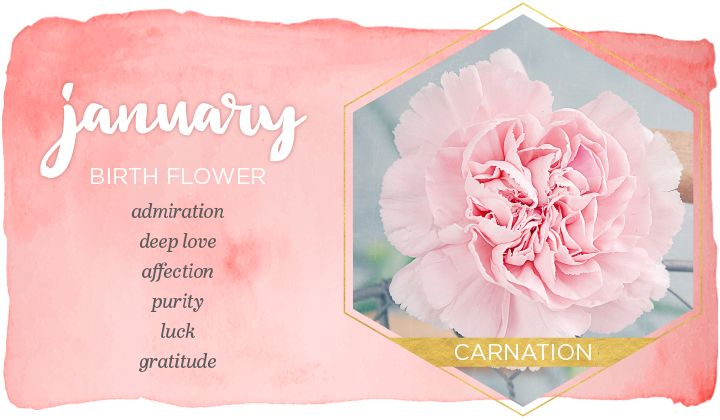 What is the January Birthstone & flower?
