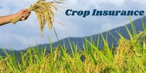 Crop Insurance for Greenhouse Growers
