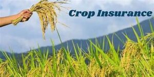 Navigating the Complexities of Crop Insurance for Greenhouse Growers